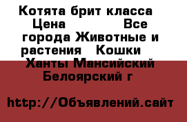 Котята брит класса › Цена ­ 20 000 - Все города Животные и растения » Кошки   . Ханты-Мансийский,Белоярский г.